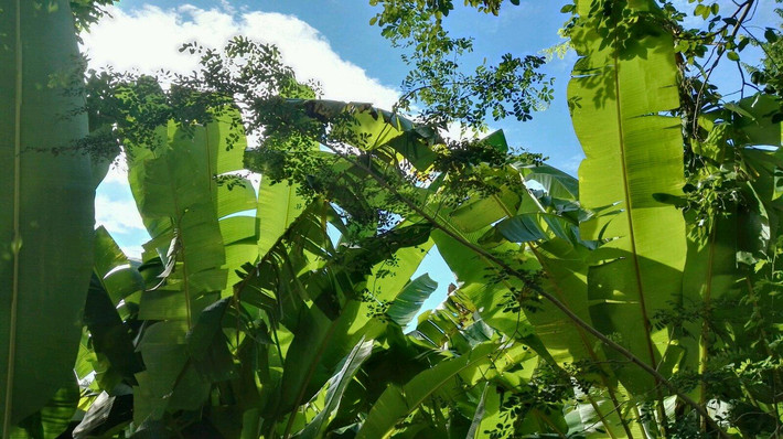                    翠绿的芭蕉叶