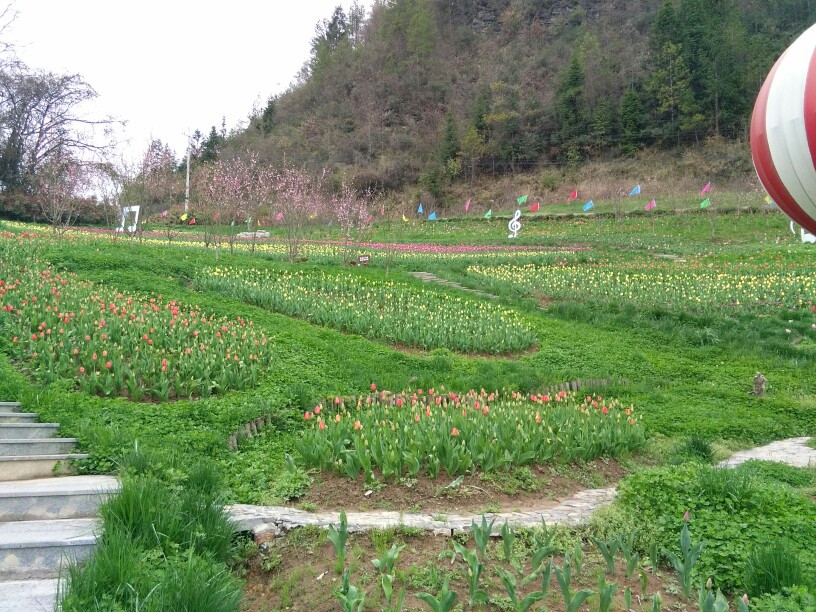 春天的故事一一游城口九重花岭
