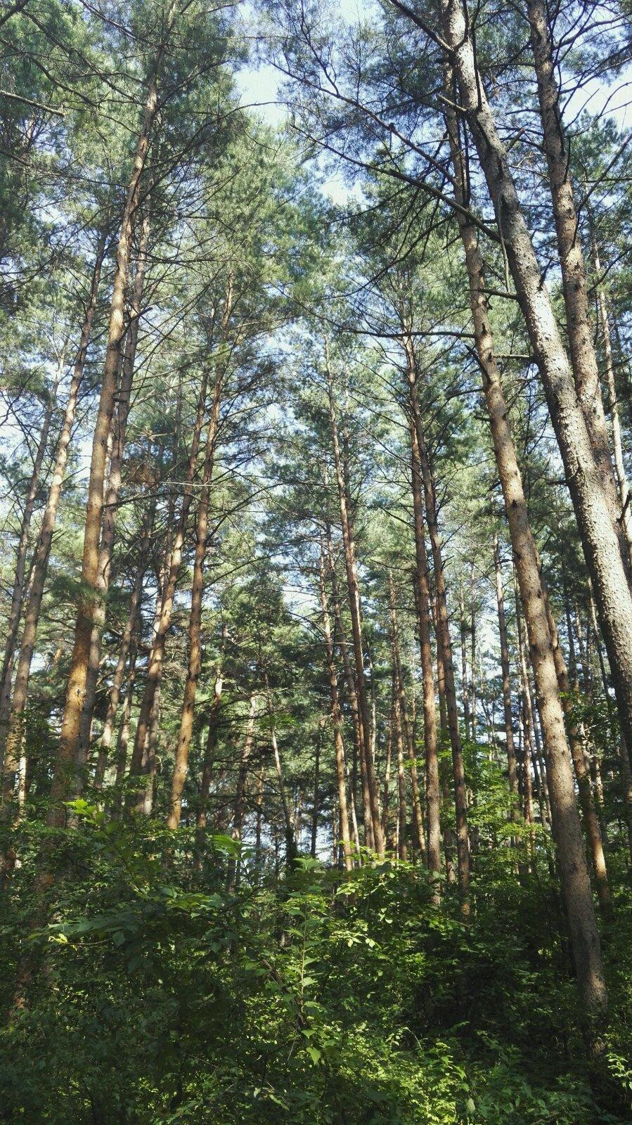 蹭店家的车出发去逛逛镇上的景点—长白山博物馆,植物园,美人松苑