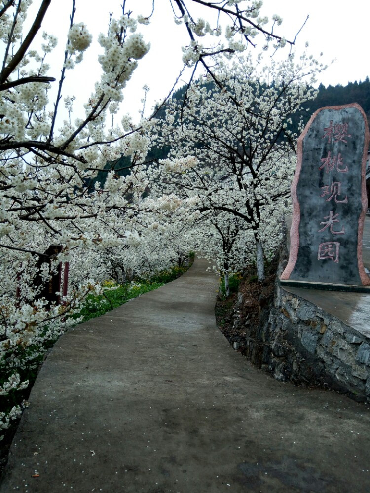 浪漫樱花谷