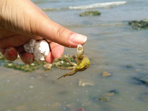 海边赶海 携程网