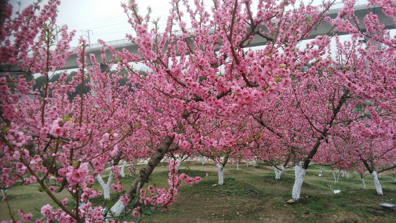 成都三圣花乡--秀丽东方,幸福梅林