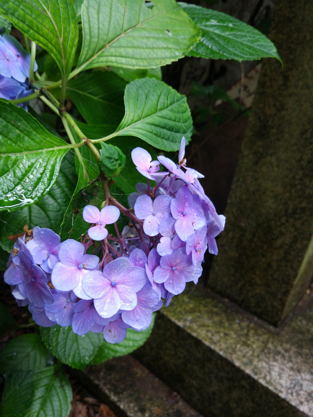 心流状态 紫阳花季节 霓虹国六日完全生存记录 走进日本人的真实生活