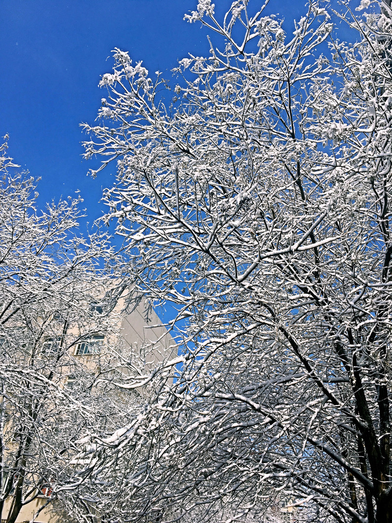 记得几年前也有一场阳春三月的大雪,这次雨夹雪带来的是更美的树挂.