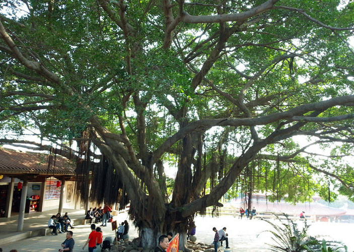 福州市树,遍布福建各地.