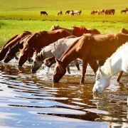 我想问一下,六月底想去内蒙古玩4-5天两人,从上
