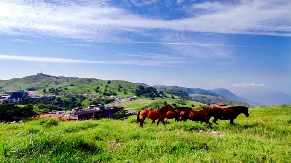 百里荒高山草原旅游区一日游纯玩一日游景区直通车天天发班山楂树之恋