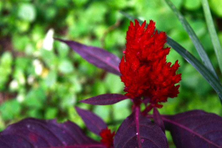 一点红的禁忌 CggYHFYvLM-AGA7dACP6g_Qu1ME442_R_710_10000_Q90.jpg