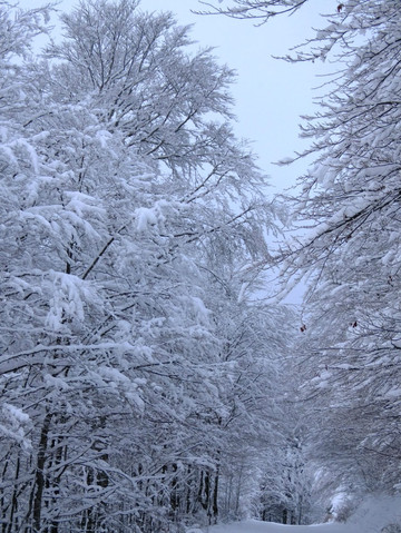 雪林,壁纸,云南(第4页)_大山谷图库